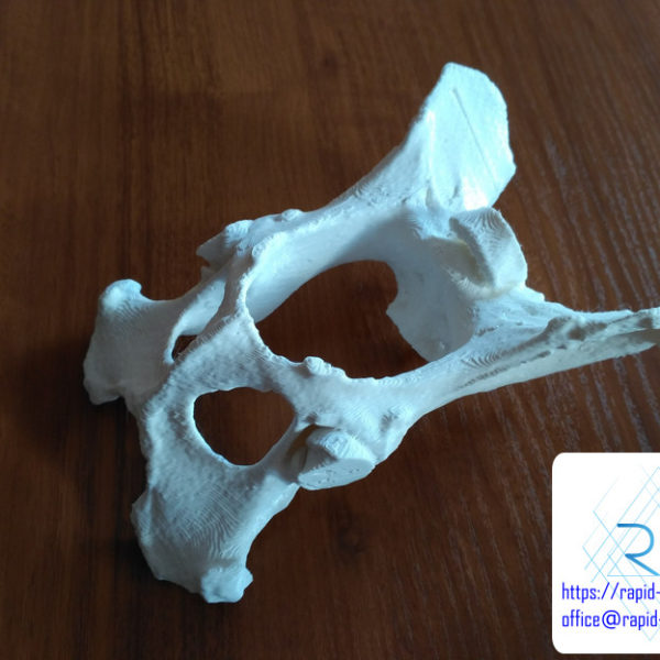 druk-3d-kosc-miednica-tomografia (2) druk 3d kości miednicy edukacja medycyna