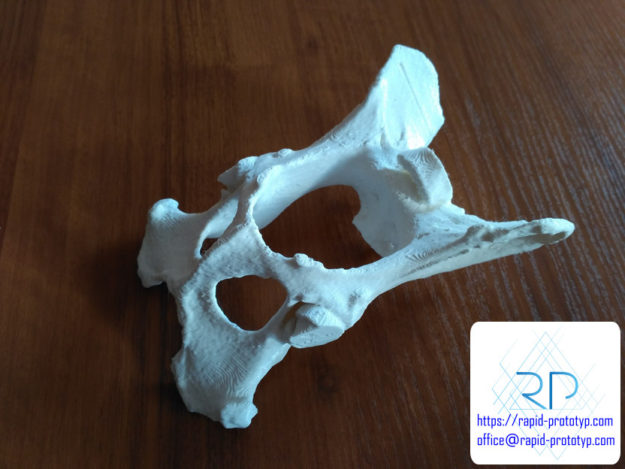 druk 3d kości miednicy edukacja medycyna